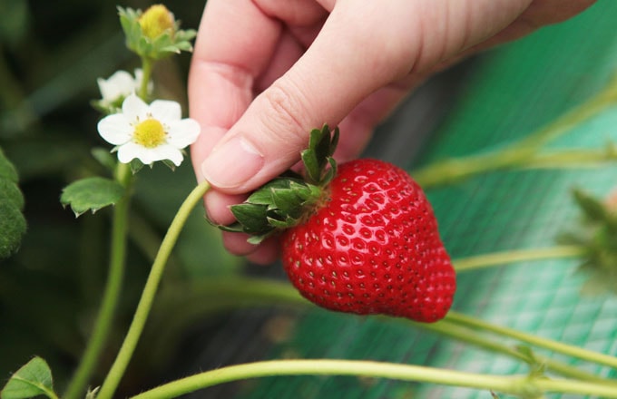 Một lần thử làm cô gái hái dâu tây