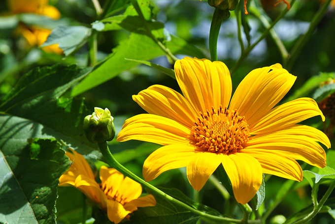 Kinh nghiệm du lịch Đà Lạt mùa hoa dã quỳ