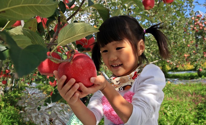 Trải nghiệm hái táo ở Hàn Quốc