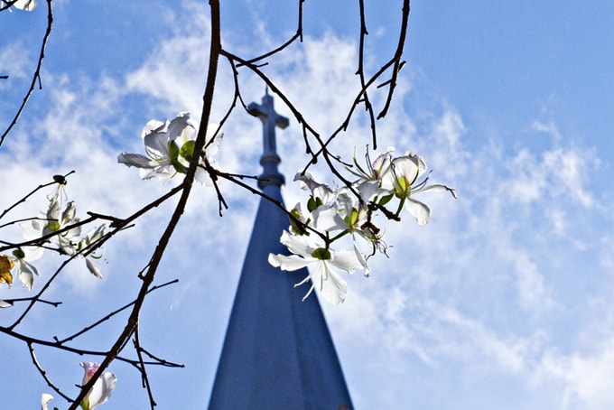 7 loài hoa thân gỗ thay phiên nhau nở ở Đà Lạt