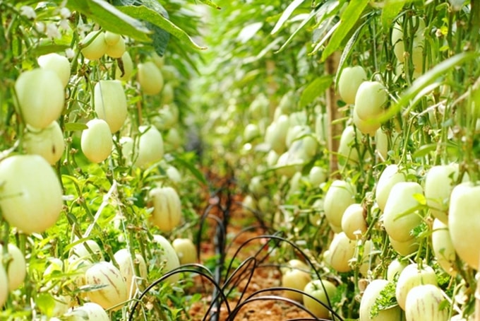 Những loại rau củ độc lạ chỉ có ở Đà Lạt