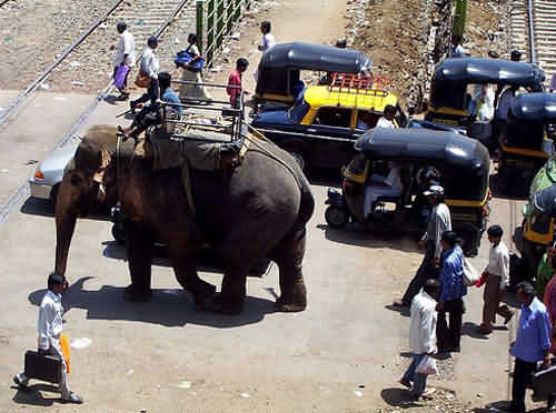 Chennai, thành phố ngàn hương vị