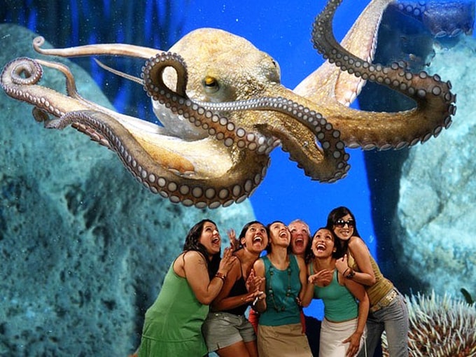 Khám phá thế giới đại dương ở S.E.A. Aquarium Singapore