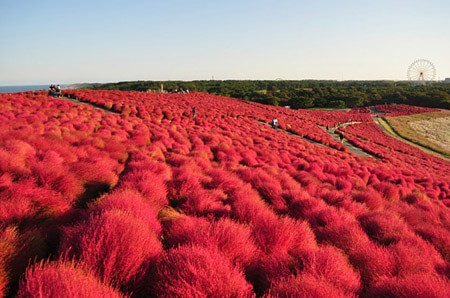 Những địa điểm không thể bỏ qua ở Ibaraki