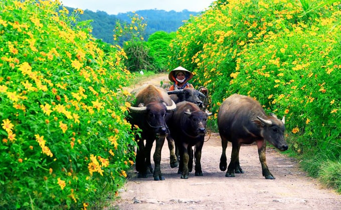Những cung đường tràn ngập hoa dã quỳ ở Đà Lạt