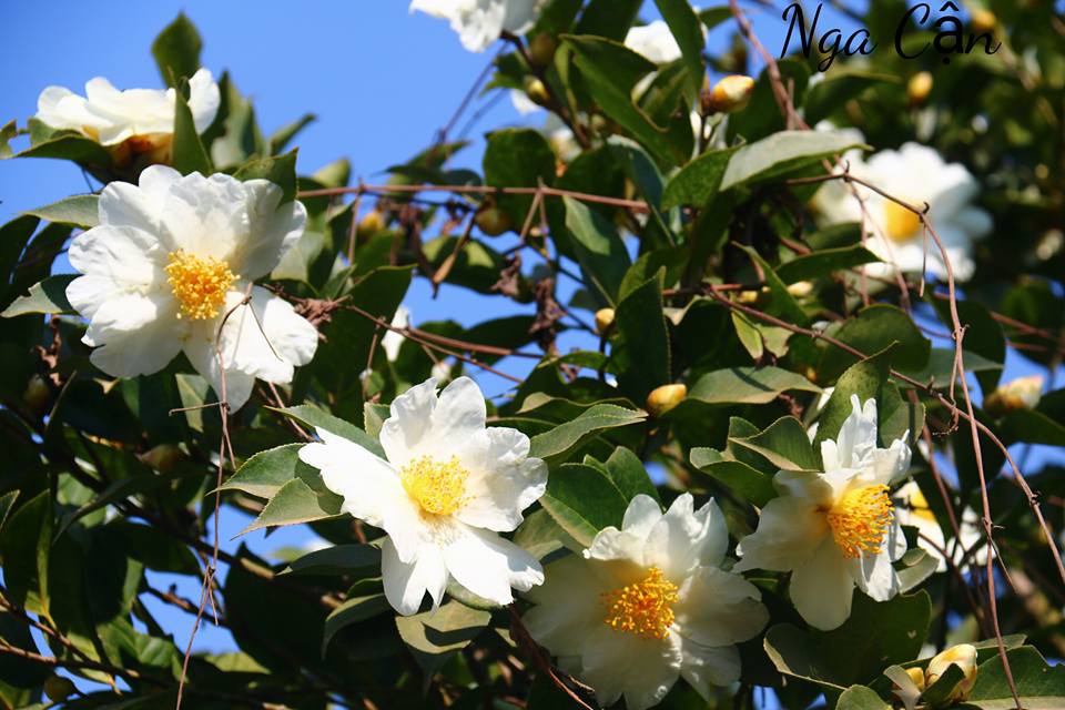 Về Bình Liêu ngắm hoa Sở phủ trắng triền đồi khiến bao du khách mê mẩn