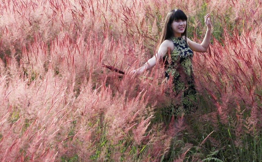 Khám phá đồi cỏ hồng Đà Lạt với bao điều hấp dẫn, thú vị