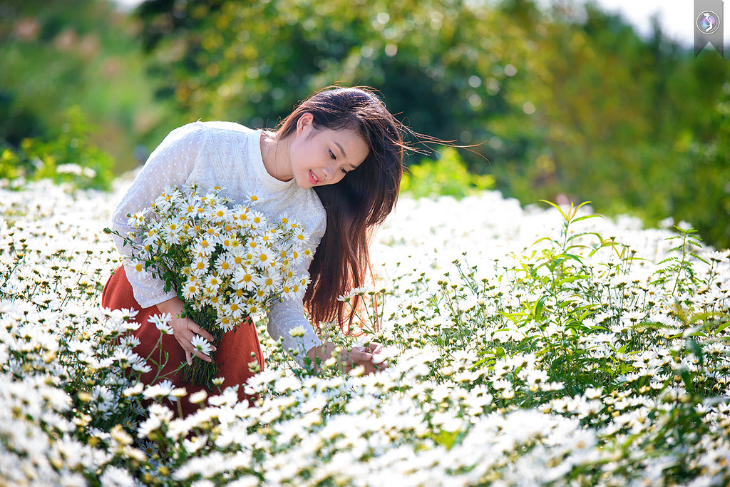 Dắt tay nhau về Đà Lạt ngắm cúc họa mi đang mùa nở rộ