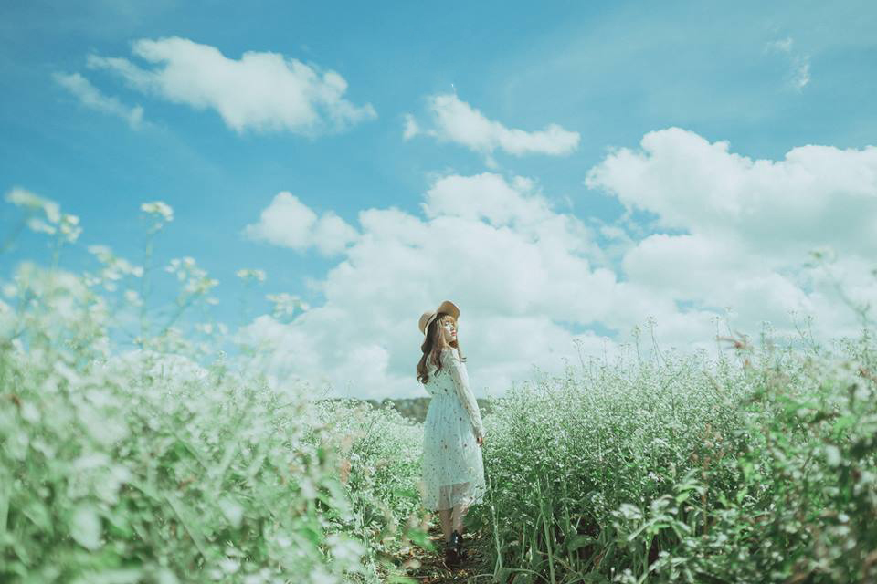 Đà Lạt đẹp tinh khôi, quyến rũ giữa mùa hoa cải trắng nở rộ