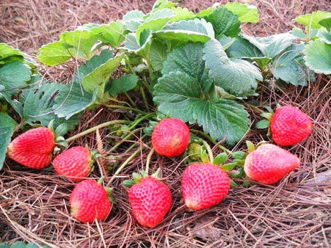 4 vườn dâu tây được khách du lịch ghé thăm nhiều nhất ở Đà Lạt