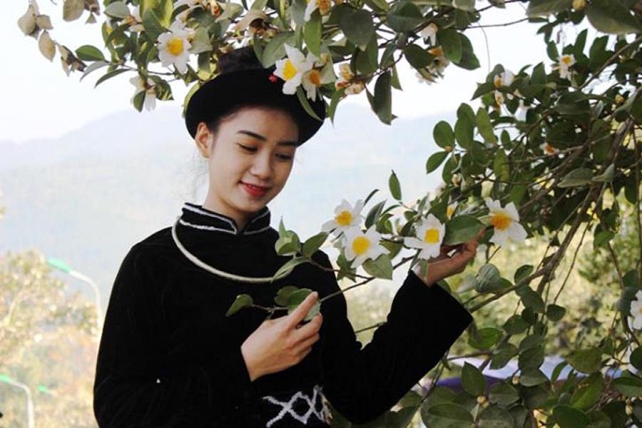 Đẹp nao lòng Tây Bắc với mùa hoa Trẩu trắng tinh khôi giữa núi rừng