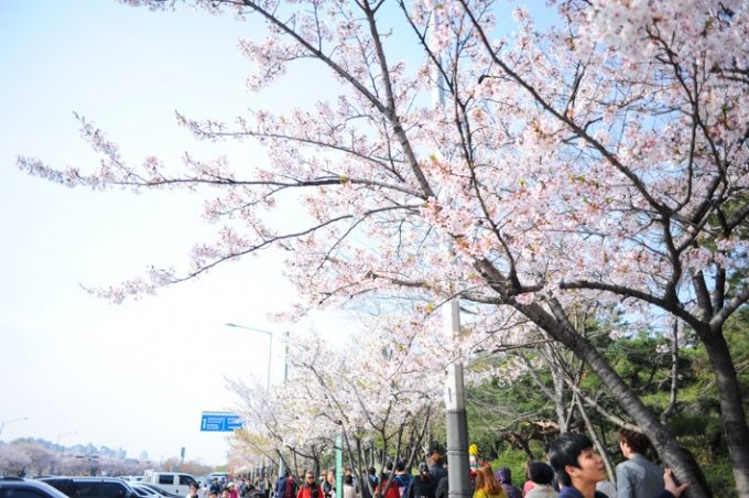 Những địa điểm lý tưởng để ngắm hoa anh đào ở Seoul