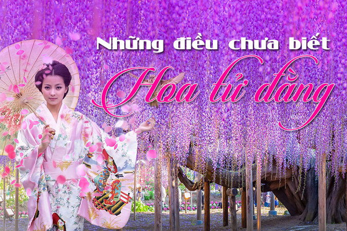 Chìm đắm trong sắc tím mộng mơ của hoa Tử Đằng ở Nhật Bản