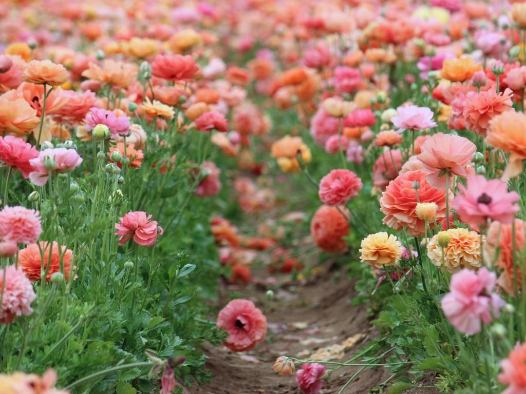 Top những vườn hoa nổi tiếng tại Mỹ