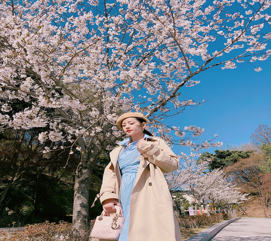 Du lịch Hàn Quốc khám phá địa điểm ngắm hoa anh đào đẹp nhất Seoul