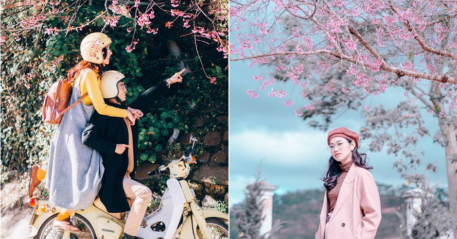 5 địa điểm chụp ảnh mai anh đào Đà Lạt lãng mạn như phim ngôn tình