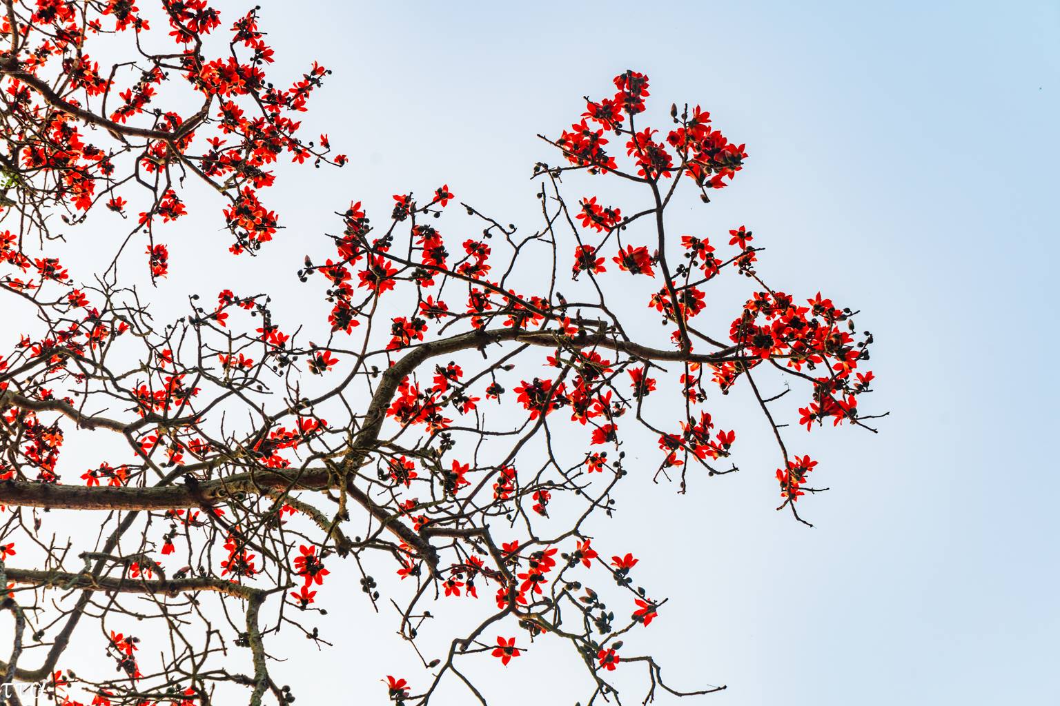 Tháng 3 Hà Nội có gì ?