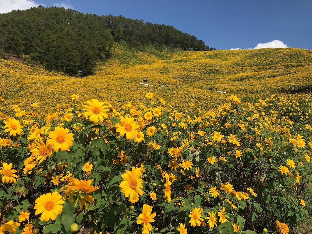 Ngất ngây với cung đường hoa dã quỳ thu hút du khách ở Thái Lan