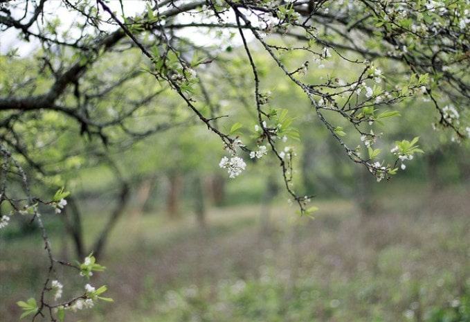 Ngẫn ngơ trước mùa hoa mận trái mùa ở cao nguyên Mộc Châu