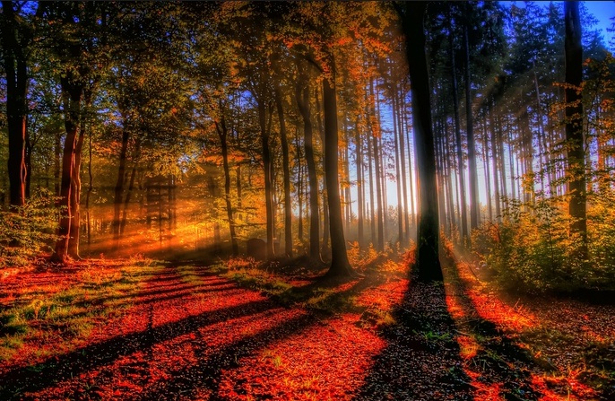 Khám phá khu rừng đen huyền bí của nước Đức