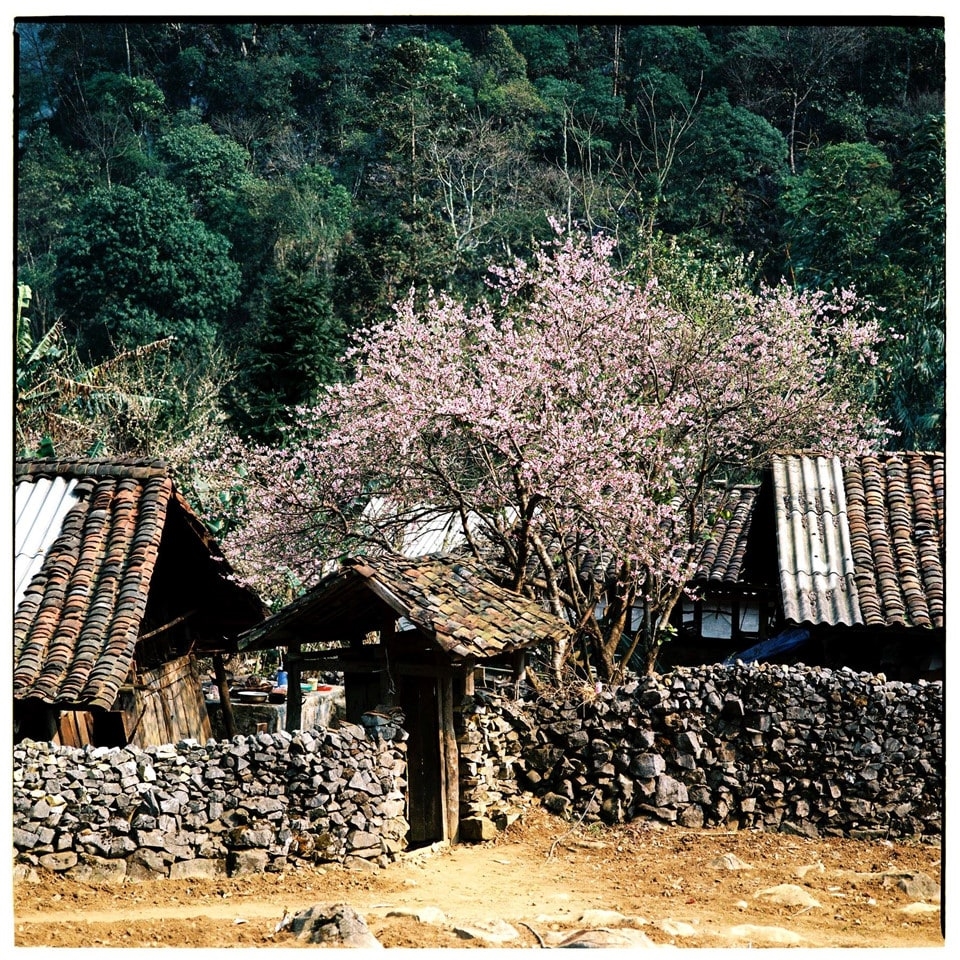 Chùm ảnh tuyệt đẹp về cao nguyên đá Hà Giang vào tháng 3