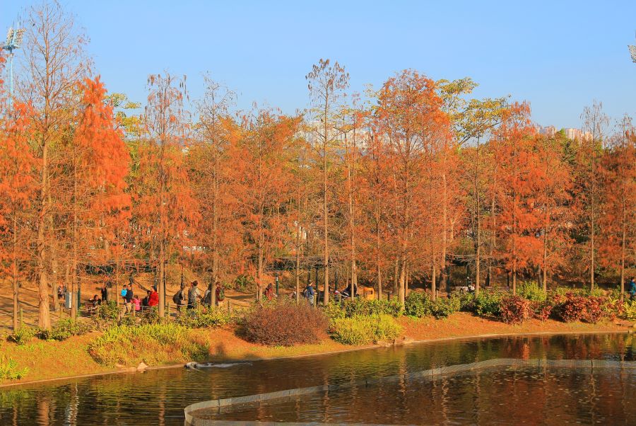 Có một mùa thu hoàn hảo ở Hồng Kông khiến bao người mê mẩn
