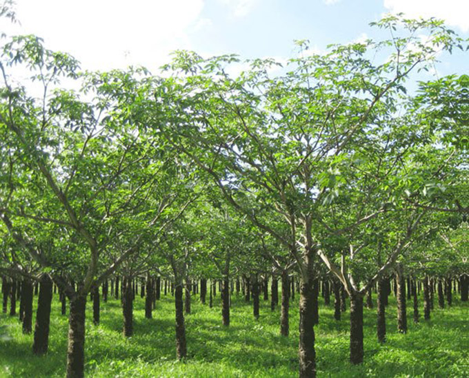 Cây Trôm – Đặc sản quý giá ở vùng đất Ninh Thuận