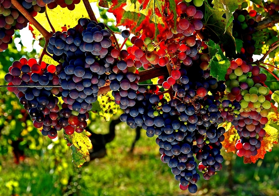 9 vườn nho đẹp nhất nước Pháp