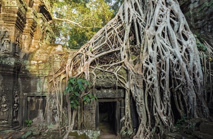 Những cây cổ thụ độc đáo nhất trên thế giới