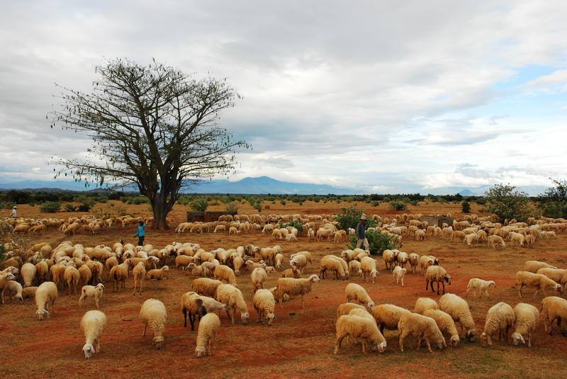 Qua miền nắng gió Ninh Thuận