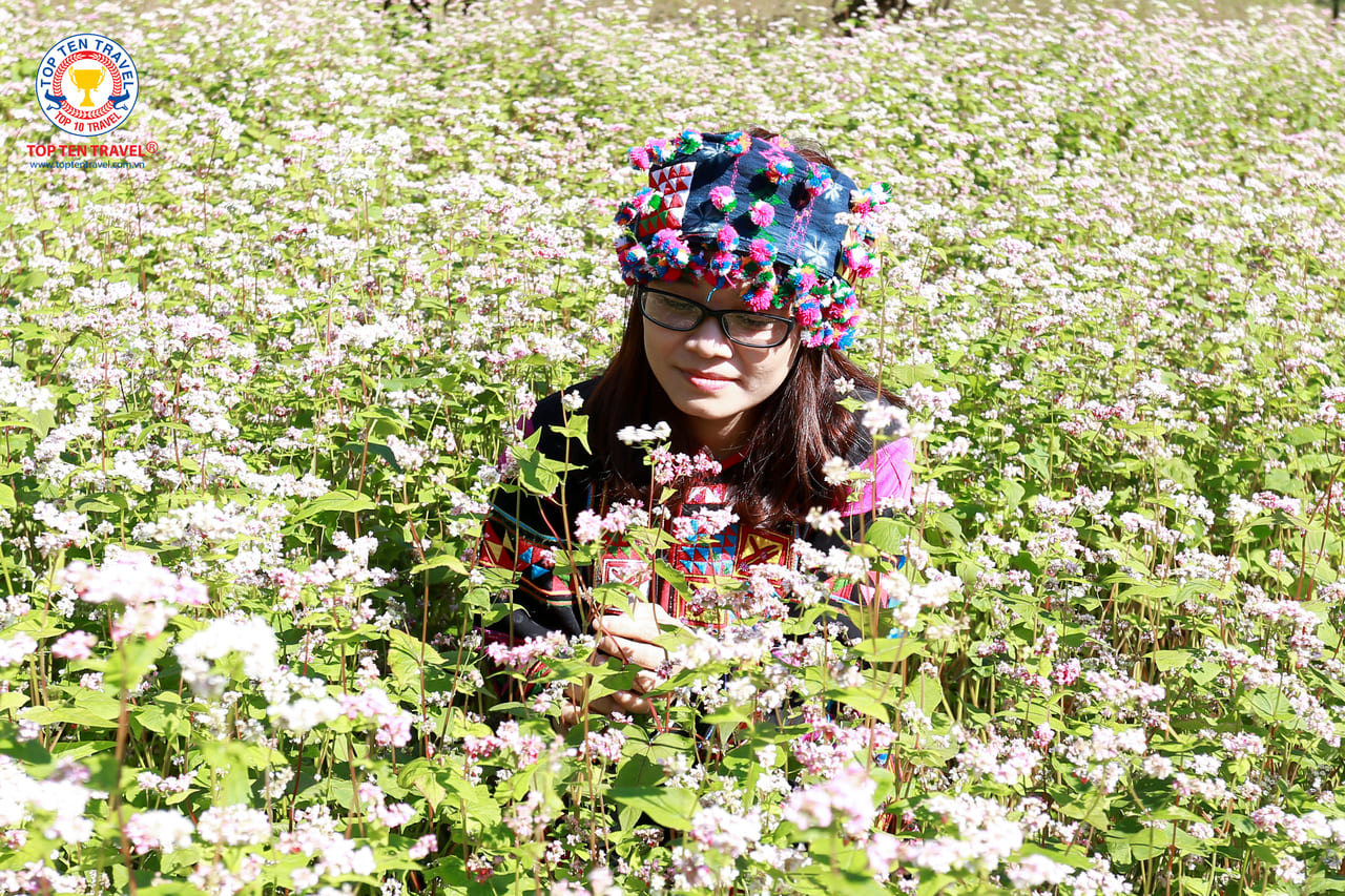 Hà Giang chìm trong sắc hoa tam giác mạch