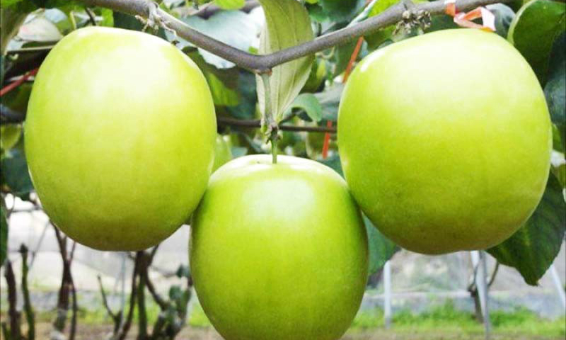 Vài suy nghĩ về đặc sản Táo xanh Ninh Thuận