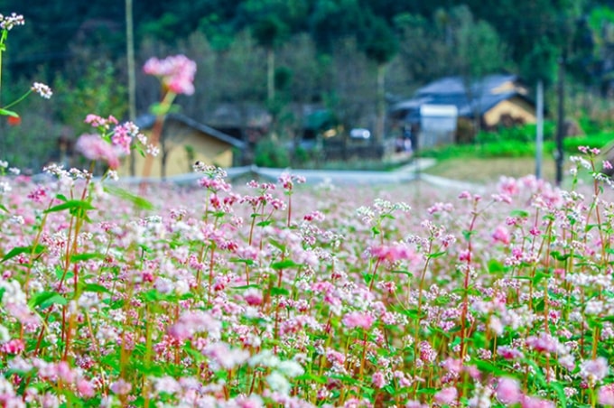 Vi vu Hà Giang ngắm mùa hoa tam giác mạch nở đẹp ngất ngây
