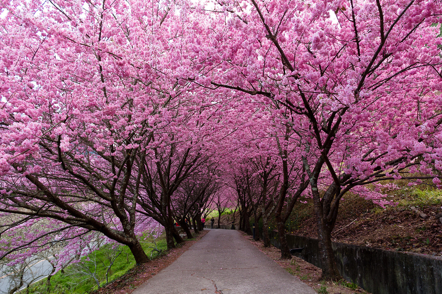 Những địa điểm ngắm hoa anh đào tuyệt đẹp tại Đài Loan