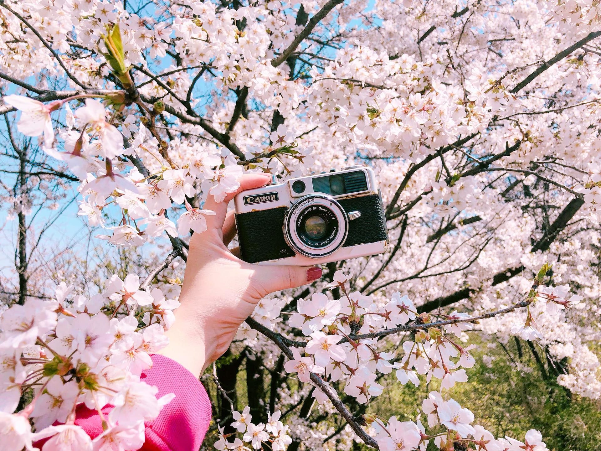 Top những lễ hội hoa anh đào đặc sắc ở Hàn Quốc