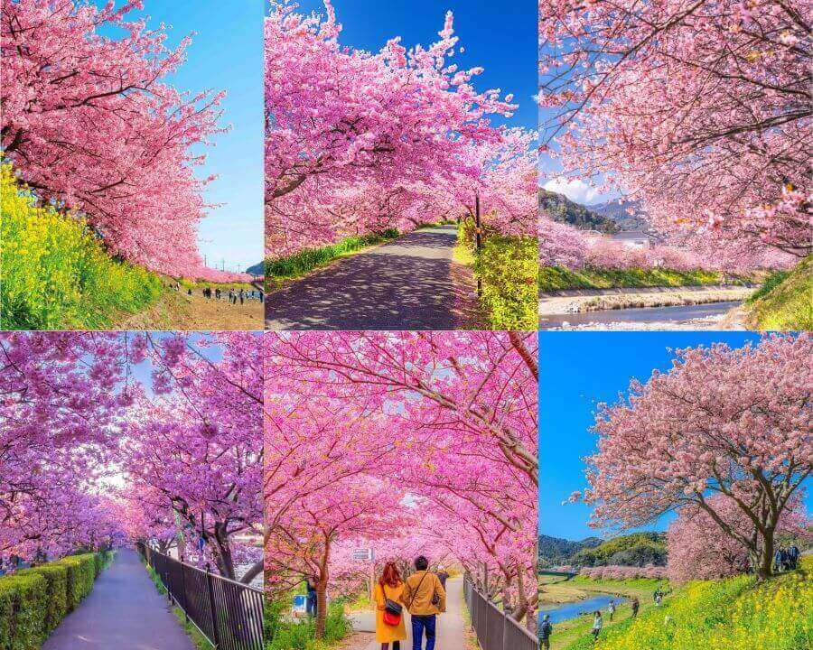 Ngắm thiên đường hoa anh đào rực rỡ tại thị trấn Kawazu Nhật Bản