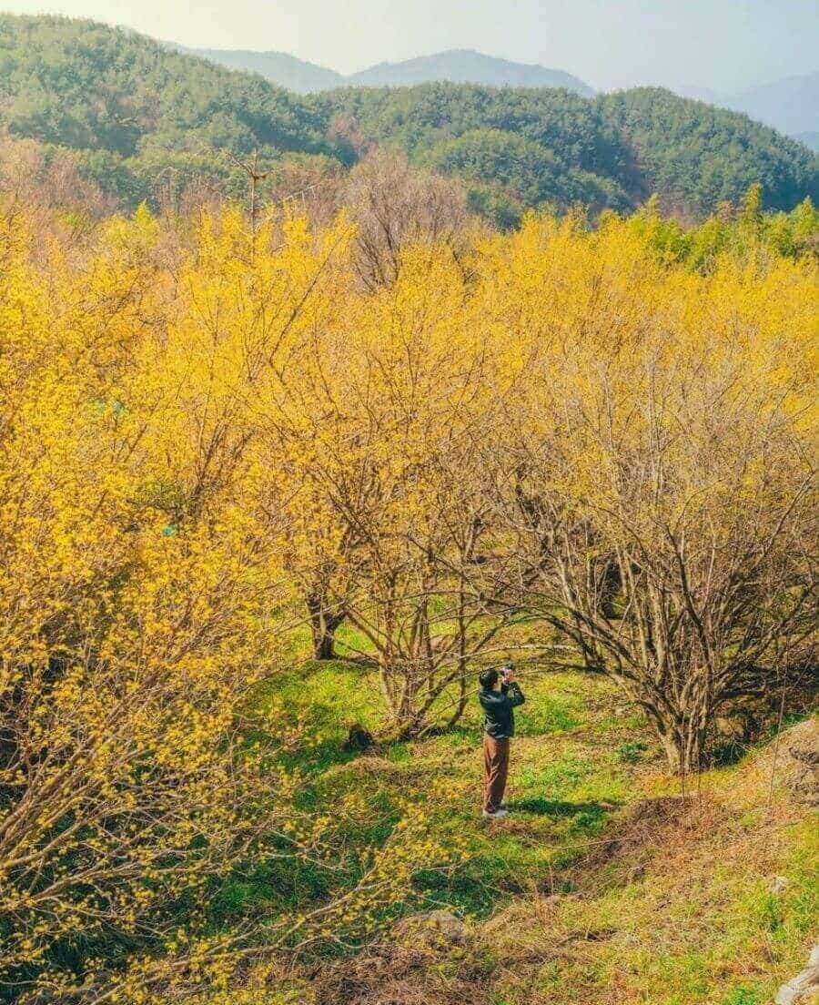 Sắc vàng rực rỡ của Lễ hội hoa Sơn thù du tại Gurye, Hàn Quốc