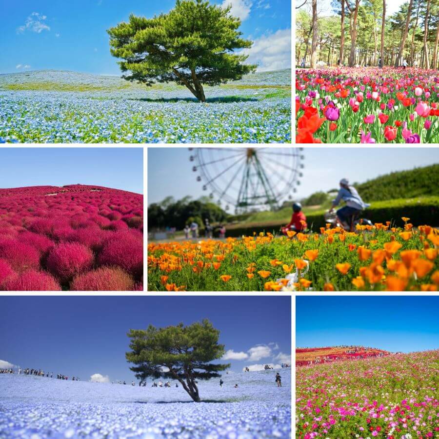 Công viên Hitachi - Thiên đường hoa rực rỡ tại Nhật Bản