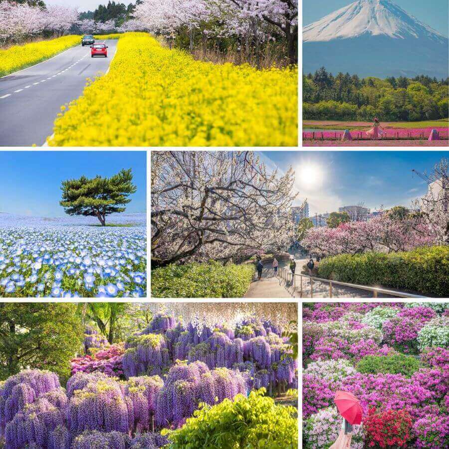 Chiêm ngưỡng 7 loài hoa tượng trưng cho mùa xuân tại Nhật Bản