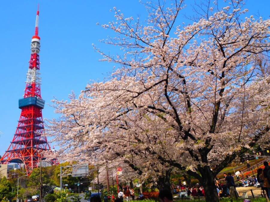 Gợi ý 9 địa điểm ngắm hoa anh đào siêu đẹp quanh Tokyo