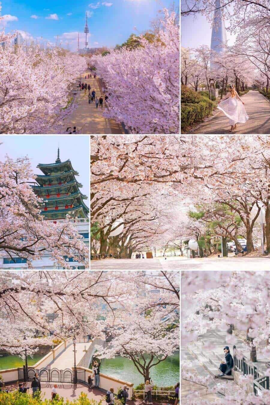 Dự báo lịch nở hoa anh đào Hàn Quốc năm 2025