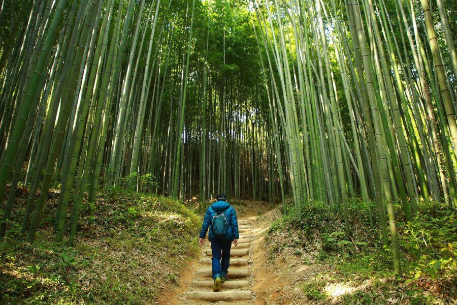 Rừng trúc Juknokwon - Địa điểm du lịch Hàn Quốc 'mới mẻ' cho năm 2025