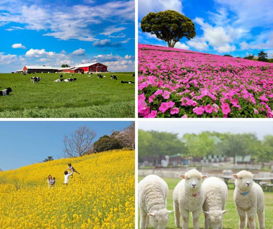 Nông trại Mother Farm - Điểm đến 'mới mẻ' cho chuyến du lịch Nhật Bản