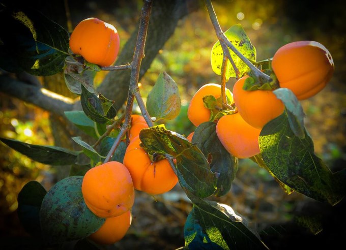 Mùa Hồng giòn ở Đà Lạt mỗi độ thu về