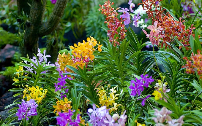 Lạc lối giữa vườn hoa lan tuyệt đẹp ở Sinapore