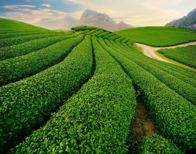 4 ngôi làng 'chất' nhất ở Đà Lạt