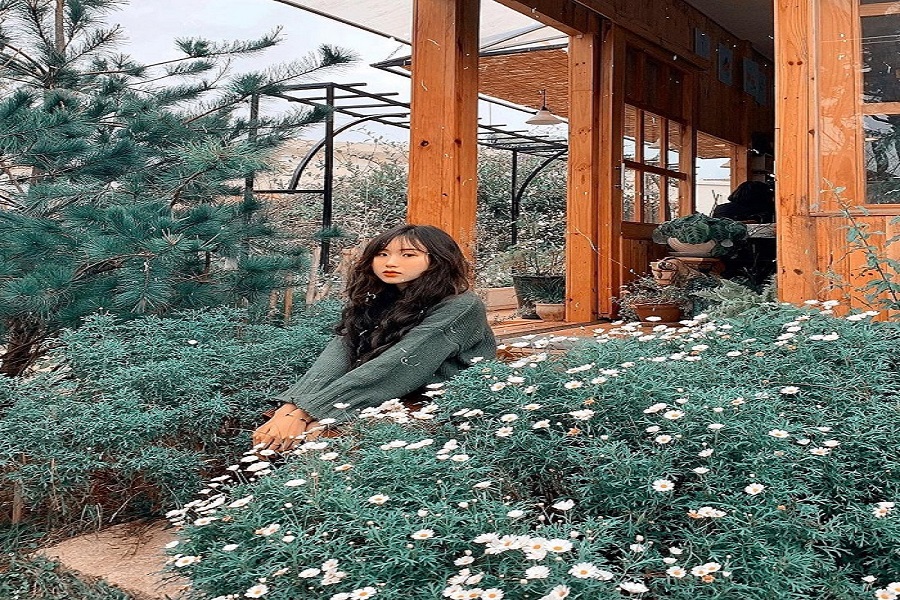 Thú vui thưởng thức trà trong căn nhà gỗ ngập tràn hoa Daisy giữa lòng Đà Lạt