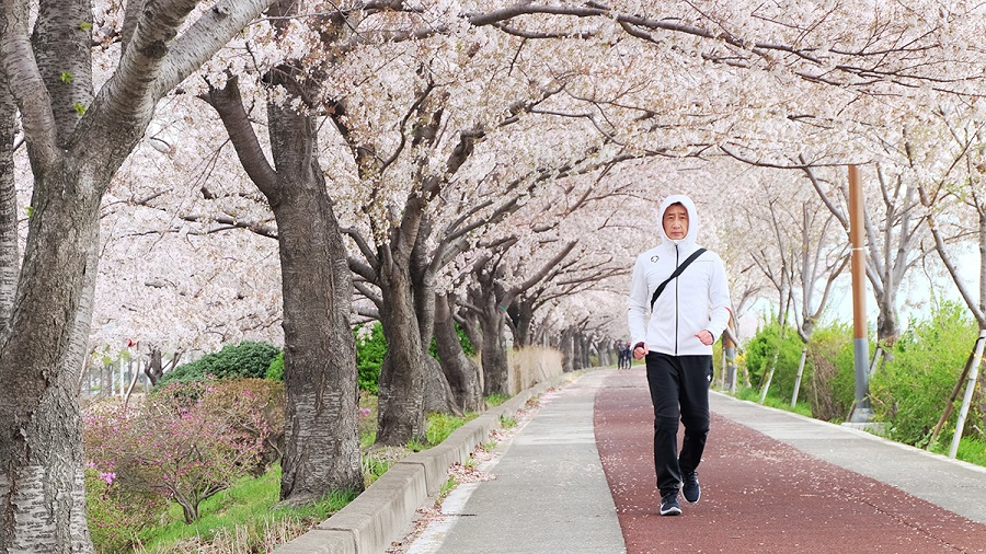 Chìm đắm trong màu sắc ngọt ngào của đường hoa anh đào dài nhất Hàn Quốc