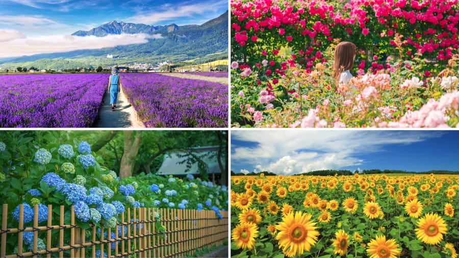 Khám phá 5 cánh đồng hoa đẹp nhất mùa hè Nhật Bản dành cho các tín đồ 'sống ảo'