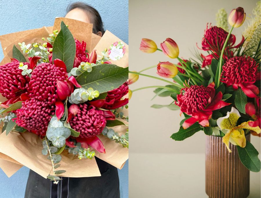 Waratah - Loài hoa biểu tượng nổi tiếng của New South Wales